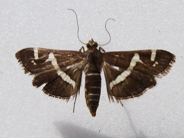 Spoladea recurvalis Spoladea recurvalis African Moths