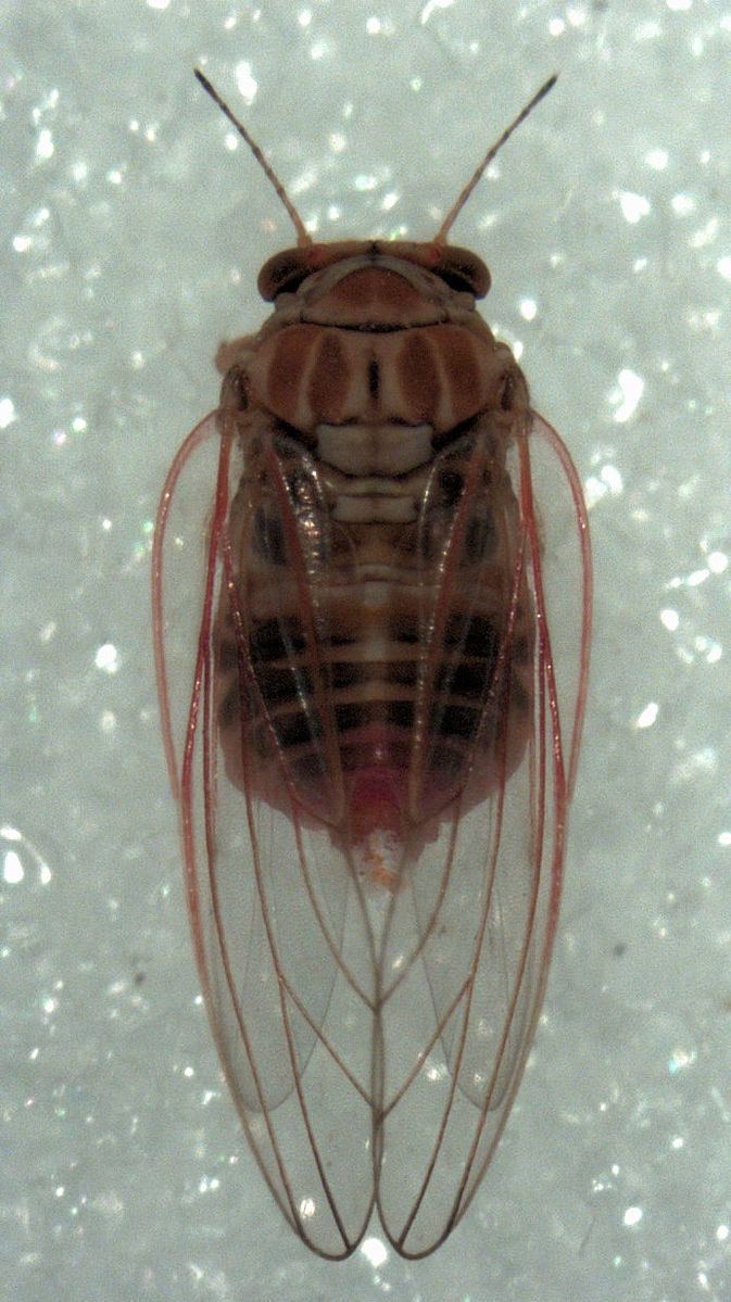 Spondyliaspidinae