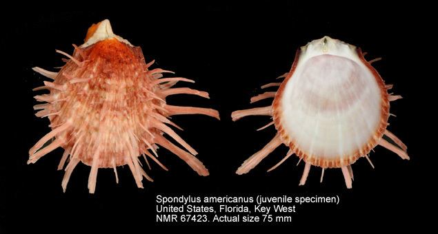 Spondylus americanus wwwnmrpicsnlSpondylidaealbumslidesSpondylus