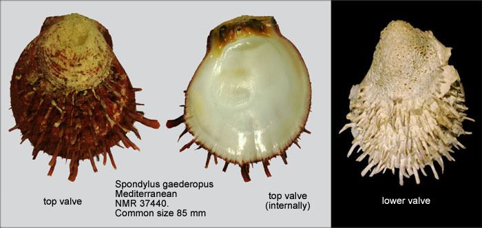 Spondylus gaederopus HomeNATURAL HISTORY MUSEUM ROTTERDAM Mollusca Bivalvia
