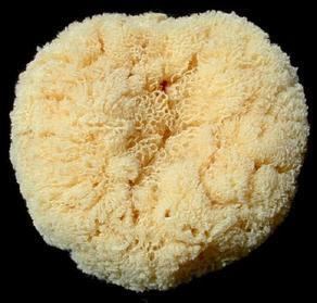 Spongia Bath Sponge Spongia officinalis Nervous System