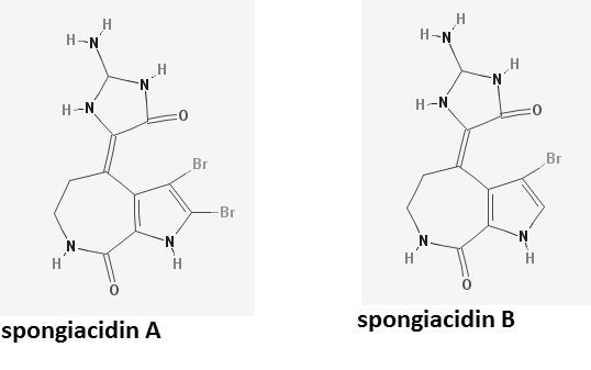 Spongiacidin