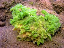 Spongilla lacustris httpsuploadwikimediaorgwikipediacommonsthu