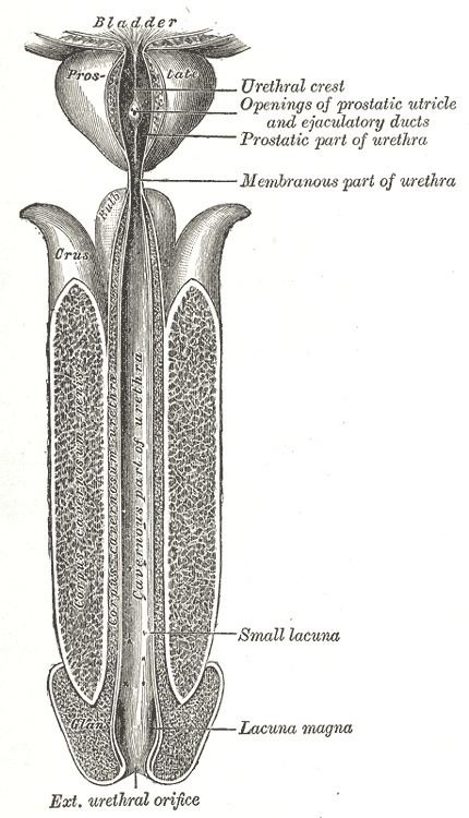 Spongy urethra