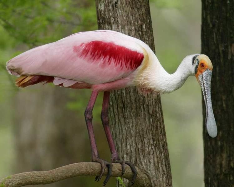 Spoonbill Roseate Spoonbill Audubon Field Guide