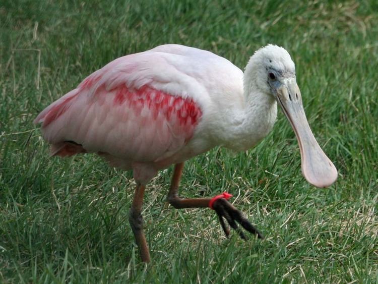 Spoonbill Birds of The World SPOONBILLS