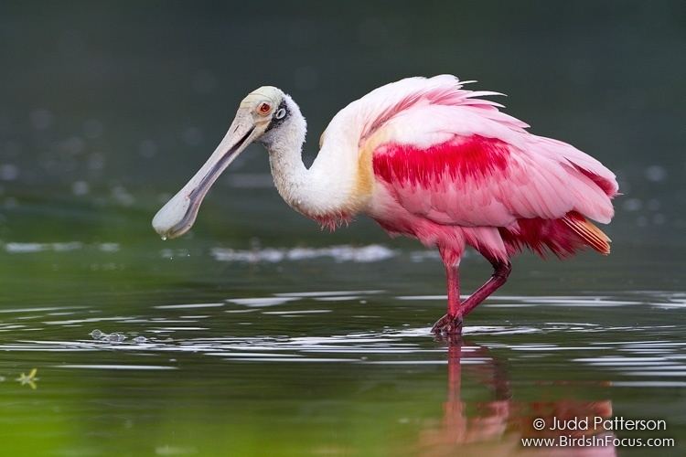 Spoonbill spoonbill4jpg