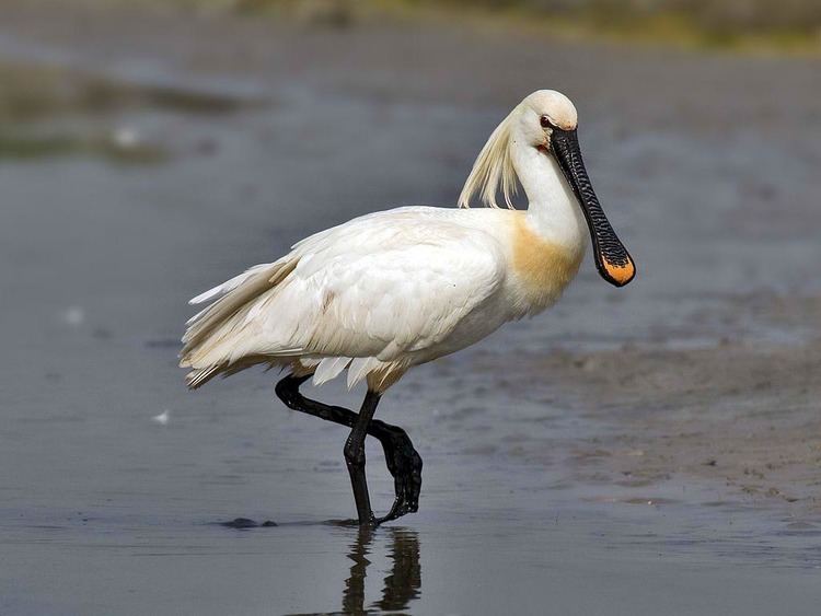 Spoonbill Birds of The World SPOONBILLS