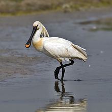 Spoonbill Eurasian spoonbill Wikipedia