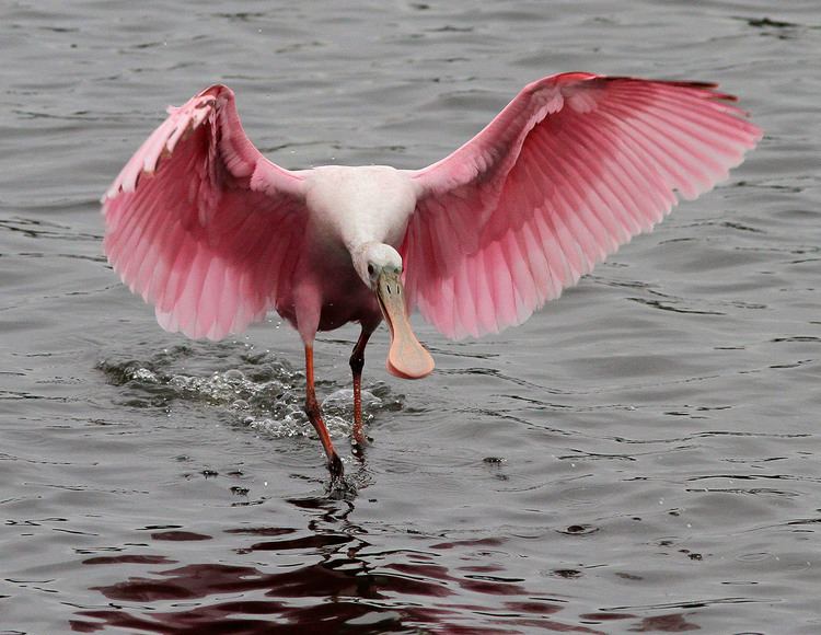 Spoonbill Spoonbill Photos Phil Lanoue Photography