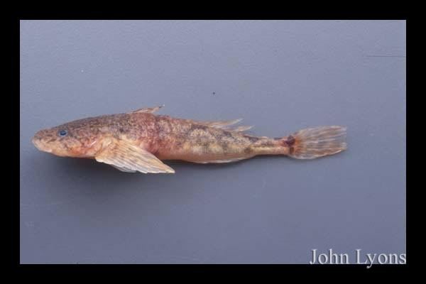 Spoonhead sculpin Fish Details