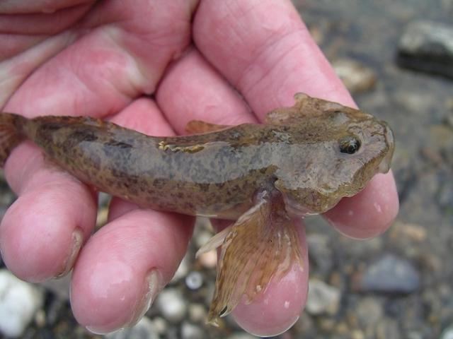 Spoonhead sculpin Sept 78 Pit Tagging Arctic Grayling Northern Lights Fly Fishers