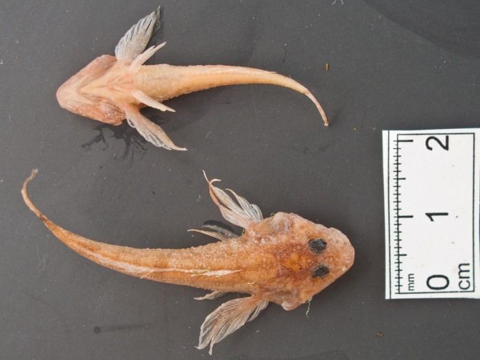 Spoonhead sculpin WoRMS Photogallery