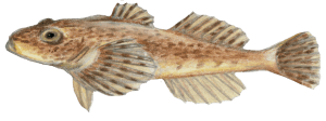 Spoonhead sculpin Fish NYSpecies