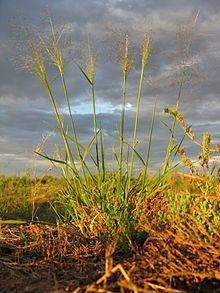 Sporobolus caroli httpsuploadwikimediaorgwikipediacommonsthu