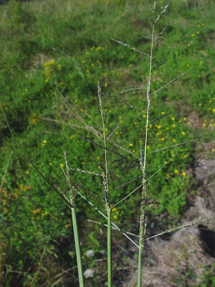 Sporobolus cryptandrus Sporobolus cryptandrus sand dropseed Go Botany