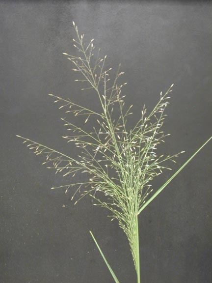 Sporobolus cryptandrus Research amp Extension Center Virtual Herbarium Sand Dropseed