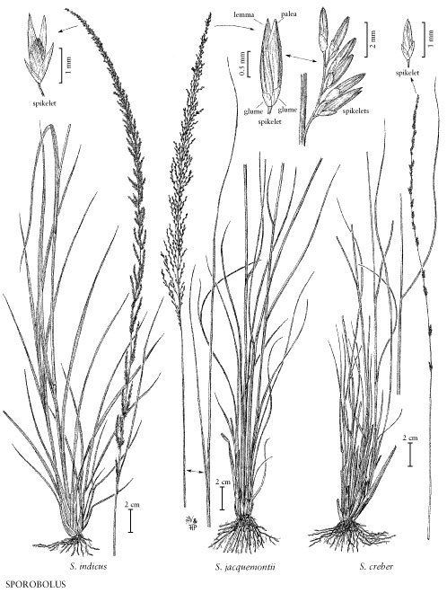 Sporobolus indicus Rattail Smutgrass Sporobolus indicus