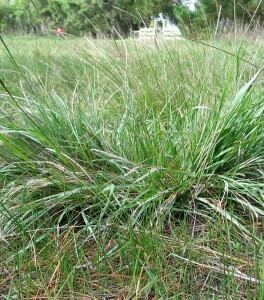 Sporobolus indicus VRO Parramatta grass Sporobolus indicus