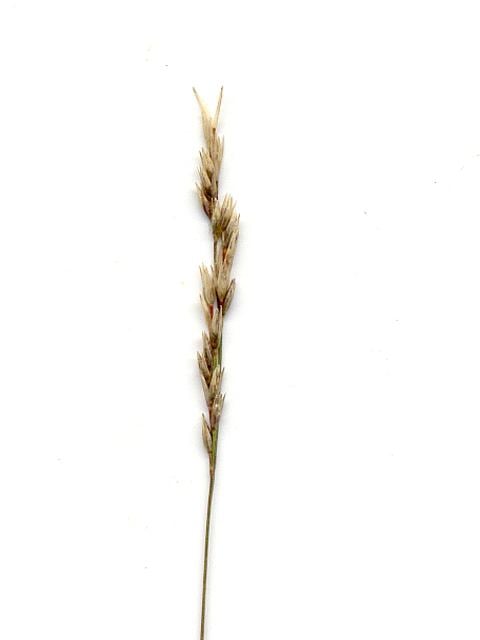 Sporobolus vaginiflorus Sporobolus vaginiflorus Poverty dropseed NPIN