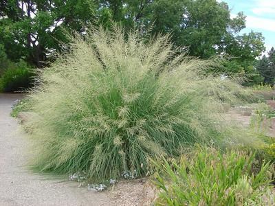 Sporobolus wrightii Giant sacaton grass Sporobolus wrightii moderate to low water use