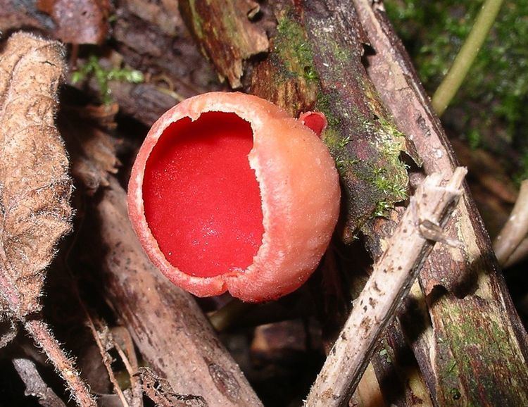 Sporocarp (fungi)