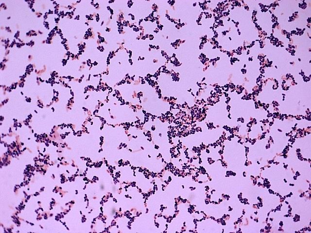 Sporolactobacillus Strain data