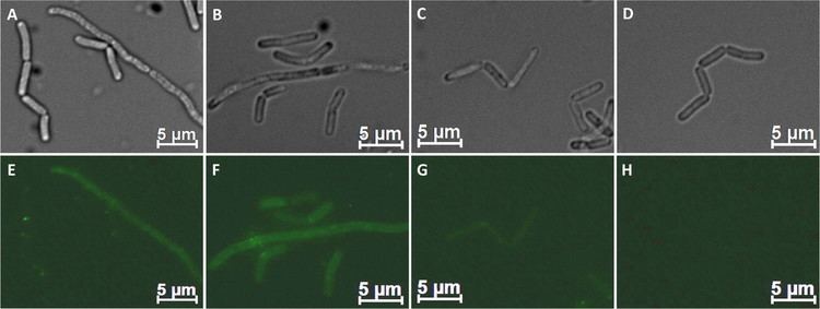 Sporosarcina Production Secretion and Cell Surface Display of Recombinant