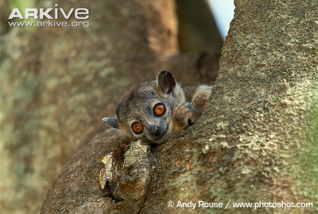 Sportive lemur Northern sportive lemur videos photos and facts Lepilemur