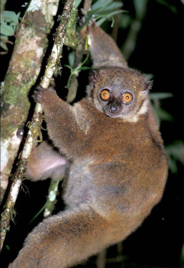 Sportive lemur httpsuploadwikimediaorgwikipediacommonsbb