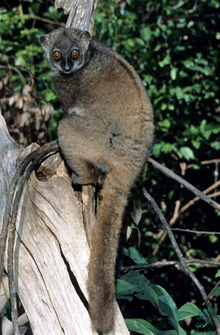 Sportive lemur Sportive lemur Wikipedia