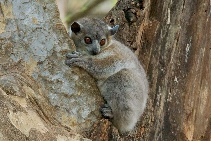 Sportive lemur Daraina Sportive Lemur A Z Animals