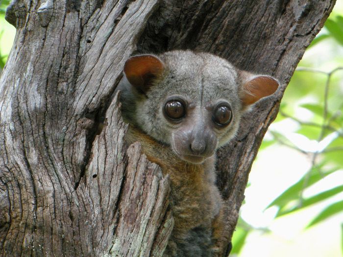 Sportive lemur Lepilemuridae sportive lemurs Wildlife Journal Junior