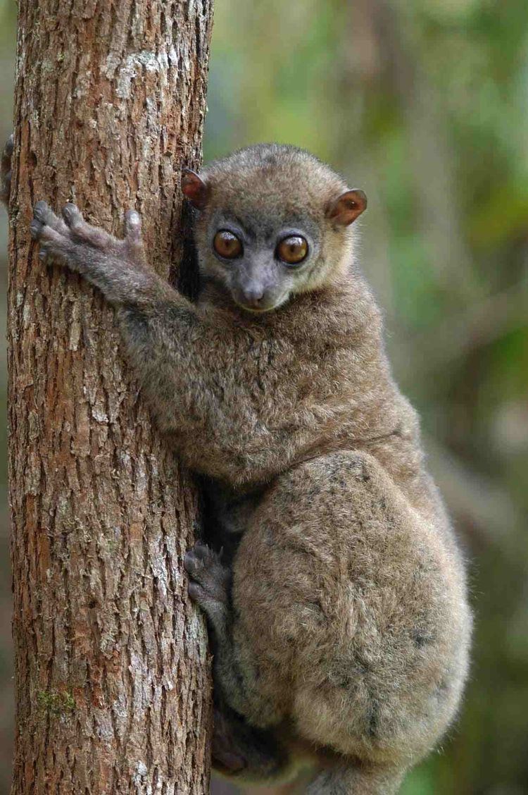 Sportive lemur ver 1 000 bilder om Primates Old World Northern Sportive Lemur