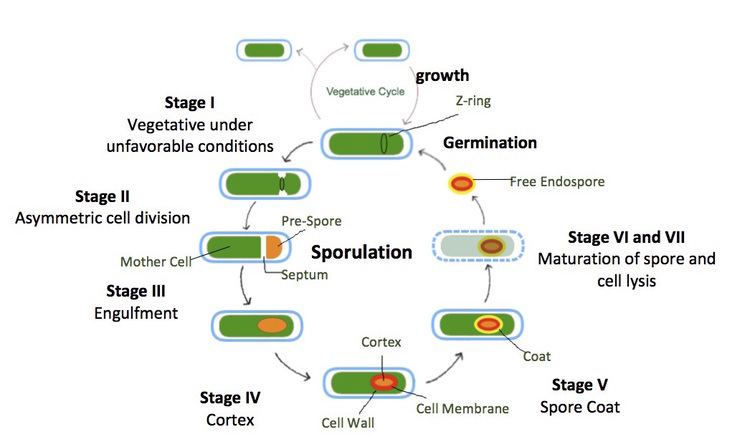Sporulation in Bacillus subtilis