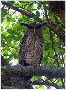 Spot-bellied eagle-owl httpsuploadwikimediaorgwikipediacommonsthu