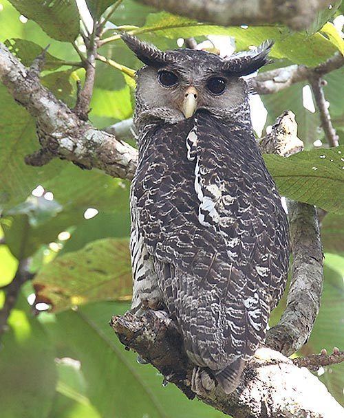 Spot-bellied eagle-owl Oriental Bird Club Image Database Spotbellied Eagle Owl Bubo