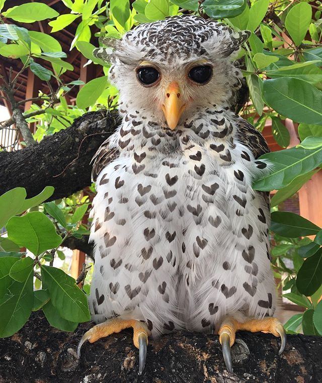 Spot-bellied eagle-owl PsBattle This unrealistic looking spotbellied eagleowl