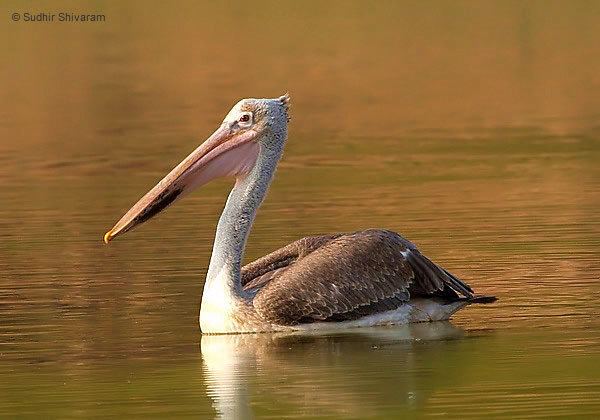 Spot-billed pelican Oriental Bird Club Image Database Spotbilled Pelican Pelecanus