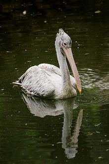 Spot-billed pelican httpsuploadwikimediaorgwikipediacommonsthu