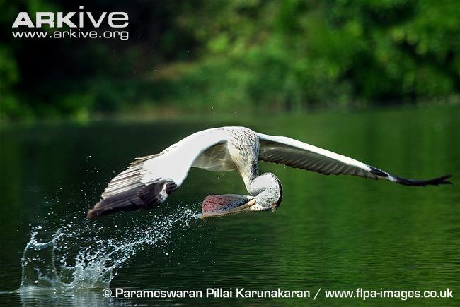 Spot-billed pelican Spotbilled pelican videos photos and facts Pelecanus