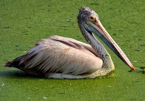 Spot-billed pelican Spotbilled pelican Birds of India