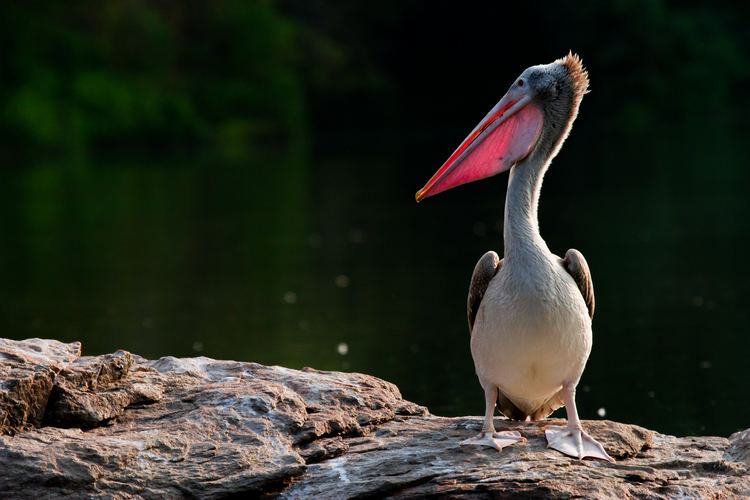 Spot-billed pelican FileSpotbilled Pelican by NA Naseerjpg Wikimedia Commons