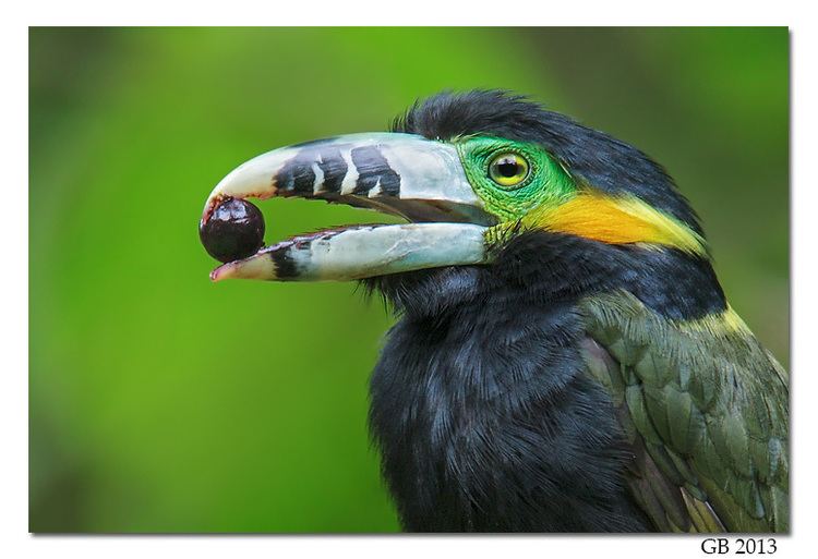 Spot-billed toucanet SPOTBILLED TOUCANET