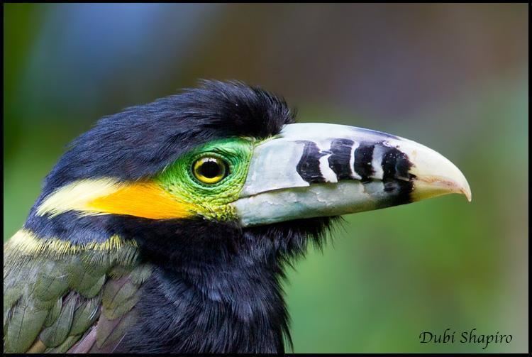 Spot-billed toucanet Spotbilled Toucanet Selenidera maculirostris videos photos and