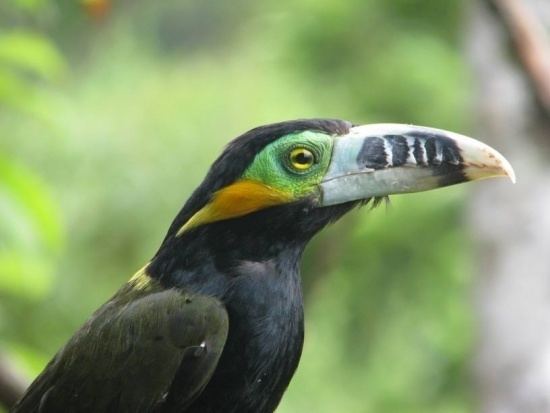 Spot-billed toucanet Spotbilled Toucanet BirdForum Opus