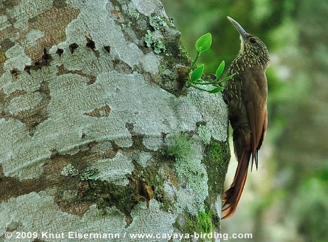 Spot-crowned woodcreeper Spotcrowned Woodcreeper Lepidocolaptes affinis videos photos and