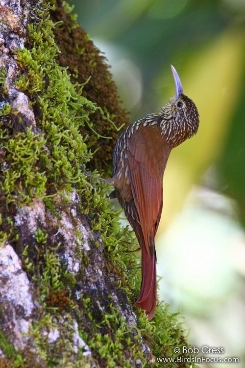 Spot-crowned woodcreeper Birds in Focus Spotcrowned Woodcreeper