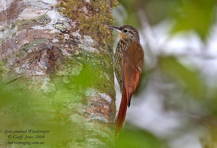 Spot-crowned woodcreeper Spotcrowned Woodcreeper Lepidocolaptes affinis Barraimaging