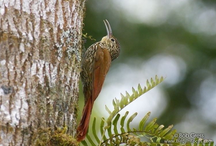 Spot-crowned woodcreeper Birds in Focus Spotcrowned Woodcreeper